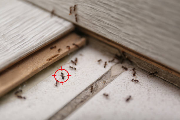 Best Commercial Pest Control Services  in Apison, TN
