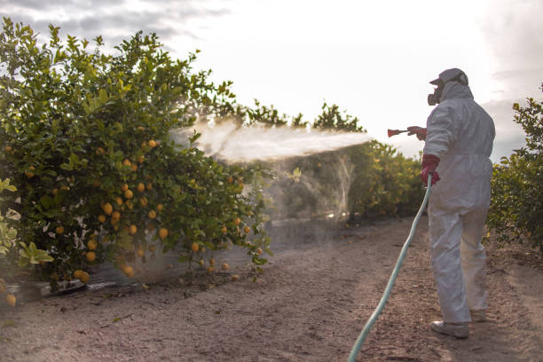 Best Termite Control Services  in Apison, TN
