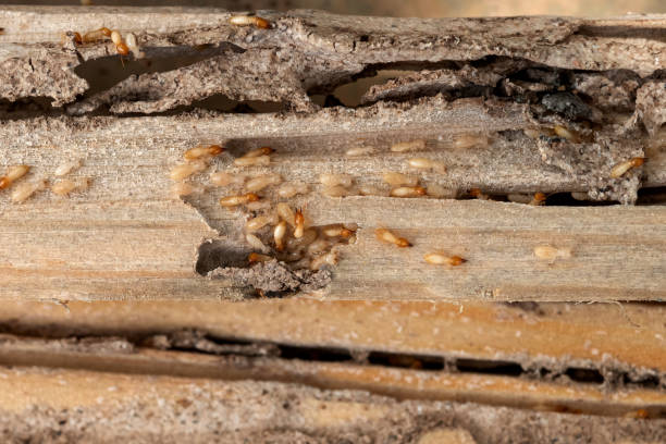 Best Pest Removal Services  in Apison, TN
